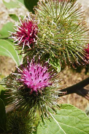 Arctium nemorosum \ Hain-Klette, Auen-Klette / Wood Burdock, D Schelklingen 25.7.2015