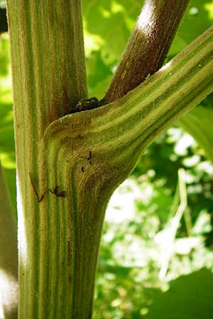 Arctium nemorosum \ Hain-Klette, Auen-Klette / Wood Burdock, D Schelklingen 25.7.2015