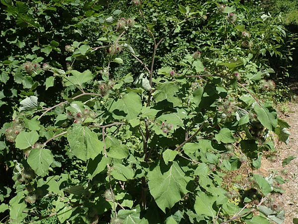 Arctium nemorosum \ Hain-Klette, Auen-Klette / Wood Burdock, D Schelklingen 25.7.2015