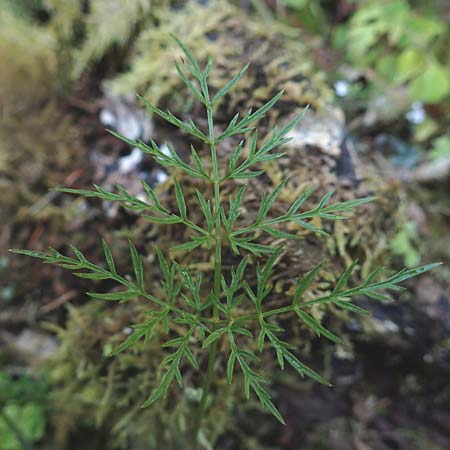Anthriscus sylvestris subsp. stenophyllus \ Schmalzipfeliger Wiesen-Kerbel / Narrow-Leaved Cow Parsley, D Beuron 26.7.2015