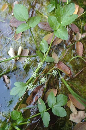 Apium nodiflorum \ Knotenbl�tige Sellerie / Fool's Water-Cress, D Bruchsal-Heidelsheim 1.10.2015
