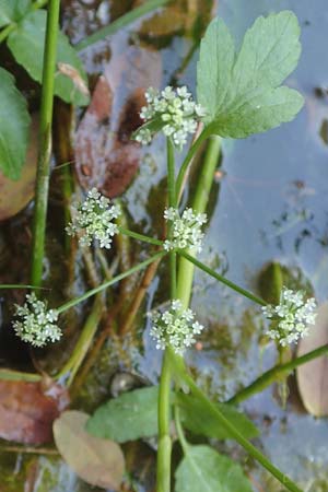 Apium nodiflorum \ Knotenbl�tige Sellerie / Fool's Water-Cress, D Bruchsal-Heidelsheim 1.10.2015