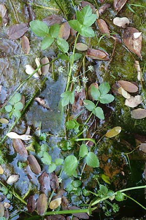 Apium nodiflorum \ Knotenbl�tige Sellerie / Fool's Water-Cress, D Bruchsal-Heidelsheim 1.10.2015