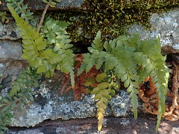 Asplenium adiantum-nigrum \ Schwarzer Streifenfarn / Black Spleenwort, D Ettlingen 3.10.2015
