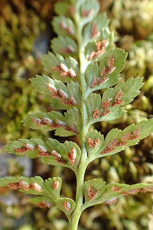 Asplenium adiantum-nigrum \ Schwarzer Streifenfarn / Black Spleenwort, D Ettlingen 3.10.2015