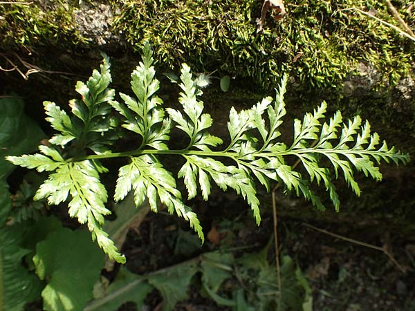 Asplenium adiantum-nigrum \ Schwarzer Streifenfarn / Black Spleenwort, D Heidelberg 21.6.2017