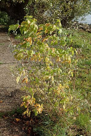 Acer negundo \ Eschen-Ahorn / Box Elder, D Mannheim 6.10.2017