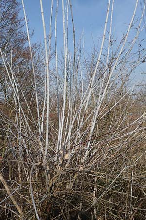 Acer negundo \ Eschen-Ahorn / Box Elder, D Mannheim-Pfingstberg 21.2.2018