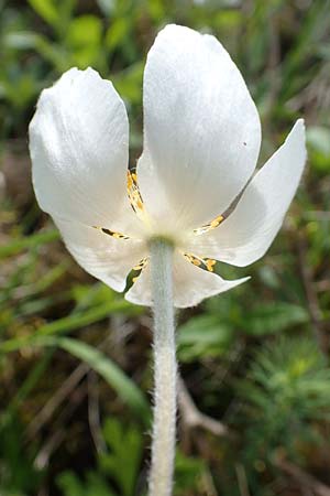 Anemone sylvestris \ Wald-Anemone / Snowdrop Anemone, D Kraichtal-Ober&ouml;wisheim 30.4.2018