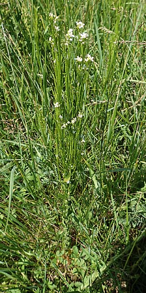 Arabis nemorensis \ Flachschotige G�nsekresse, Auen-G�nsekresse / Gerard's Rock-Cress, D Gro&szlig;-Gerau 28.5.2018