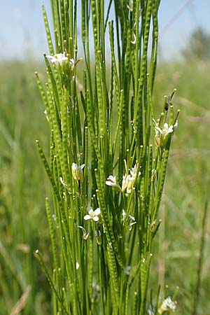 Arabis nemorensis \ Flachschotige G�nsekresse, Auen-G�nsekresse / Gerard's Rock-Cress, D Gro&szlig;-Gerau 28.5.2018
