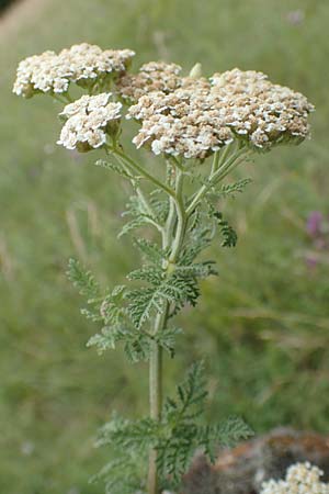 Achillea nobilis \ Edel-Schafgarbe / Showy Milfoil, D Gr&uuml;nstadt-Asselheim 16.6.2018