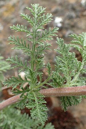 Achillea nobilis \ Edel-Schafgarbe / Showy Milfoil, D Gr&uuml;nstadt-Asselheim 16.6.2018