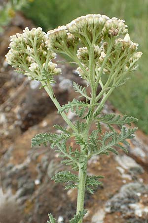 Achillea nobilis \ Edel-Schafgarbe / Showy Milfoil, D Gr&uuml;nstadt-Asselheim 16.6.2018