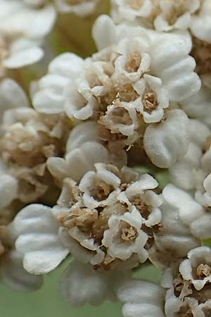 Achillea nobilis \ Edel-Schafgarbe / Showy Milfoil, D Gr&uuml;nstadt-Asselheim 16.6.2018