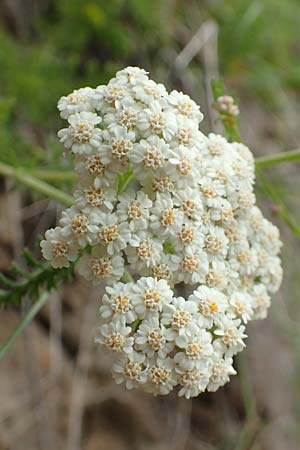 Achillea nobilis \ Edel-Schafgarbe / Showy Milfoil, D Kaiserstuhl,  Badberg 25.6.2018