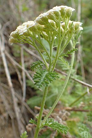 Achillea nobilis \ Edel-Schafgarbe / Showy Milfoil, D Kaiserstuhl,  Badberg 25.6.2018