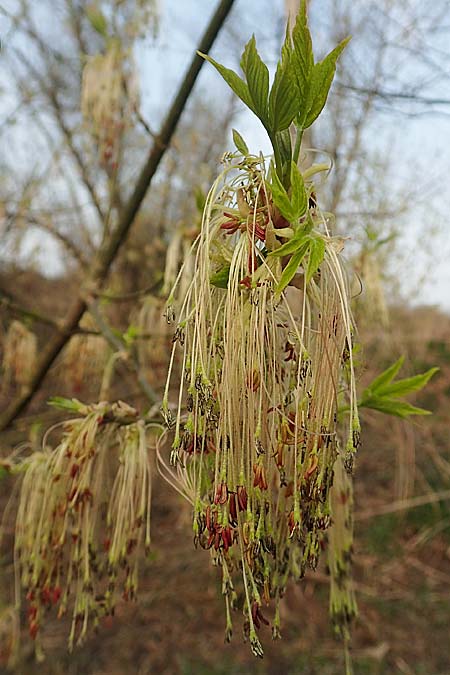 Acer negundo \ Eschen-Ahorn / Box Elder, D Lampertheim 20.3.2020