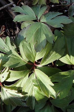 Anemone nemorosa \ Busch-Windr&ouml;schen / Wood Anemone, D Ketsch 22.3.2020