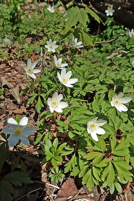 Anemone nemorosa \ Busch-Windr&ouml;schen / Wood Anemone, D Weinheim an der Bergstra&szlig;e 31.3.2020