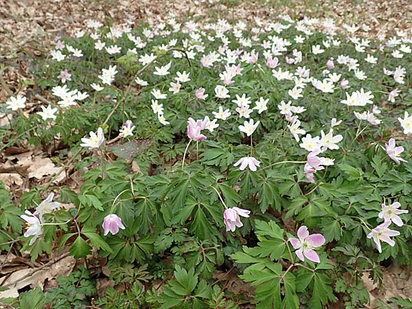 Anemone nemorosa \ Busch-Windr&ouml;schen / Wood Anemone, D Schwetzingen 3.4.2020