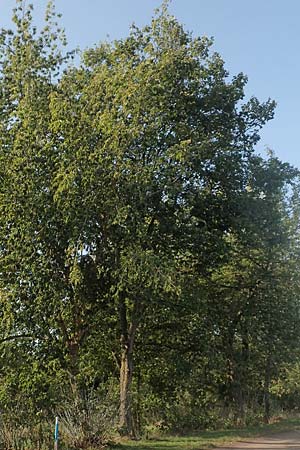 Acer negundo \ Eschen-Ahorn / Box Elder, D Brandenburg, Havelaue-G&uuml;lpe 17.9.2020