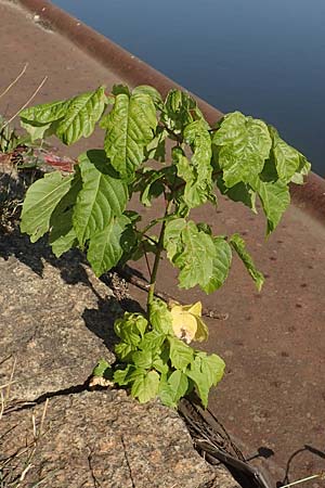 Acer negundo \ Eschen-Ahorn / Box Elder, D Sachsen-Anhalt, Tangerm&uuml;nde 21.9.2020