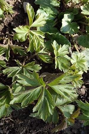 Anemone nemorosa \ Busch-Windr&ouml;schen / Wood Anemone, D Ludwigshafen 8.3.2021