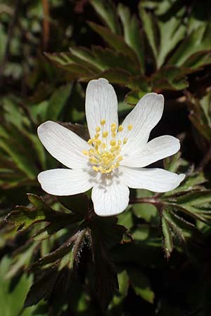 Anemone nemorosa \ Busch-Windr&ouml;schen / Wood Anemone, D Ludwigshafen 8.3.2021