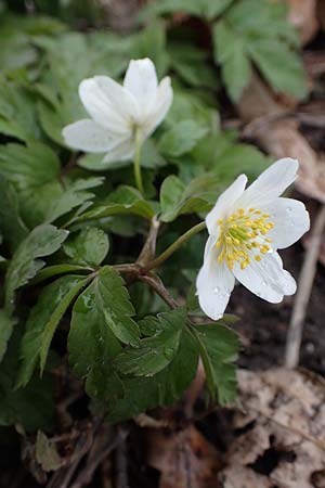 Anemone nemorosa \ Busch-Windr&ouml;schen / Wood Anemone, D Ludwigshafen 18.3.2021