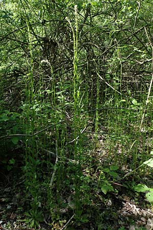 Arabis nemorensis \ Flachschotige G�nsekresse, Auen-G�nsekresse / Gerard's Rock-Cress, D Gro&szlig;-Gerau 29.5.2021