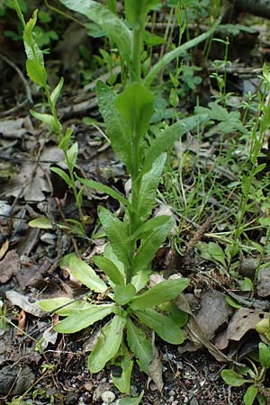 Arabis nemorensis \ Flachschotige G�nsekresse, Auen-G�nsekresse / Gerard's Rock-Cress, D Gro&szlig;-Gerau 29.5.2021
