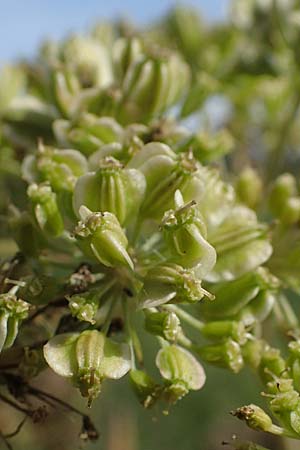 Angelica sylvestris \ Wald-Engelwurz, Gew�hnliche Engelwurz / Wild Angelica, D Elmpt 6.9.2021