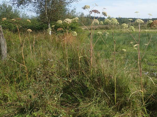 Angelica sylvestris \ Wald-Engelwurz, Gew�hnliche Engelwurz / Wild Angelica, D Elmpt 6.9.2021