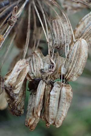 Angelica sylvestris \ Wald-Engelwurz, Gew�hnliche Engelwurz / Wild Angelica, D Hamburg 12.9.2021