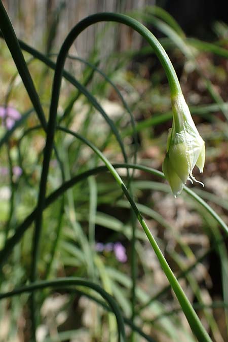 Allium narcissiflorum \ Piemonteser Lauch, Narzissenbl&uuml;tiger Lauch / Piemont Garlic, D   2.6.2023