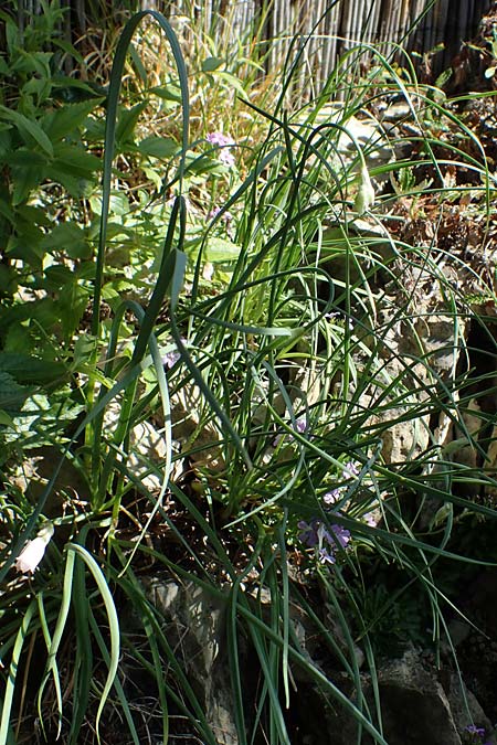 Allium narcissiflorum \ Piemonteser Lauch, Narzissenbl&uuml;tiger Lauch / Piemont Garlic, D   2.6.2023