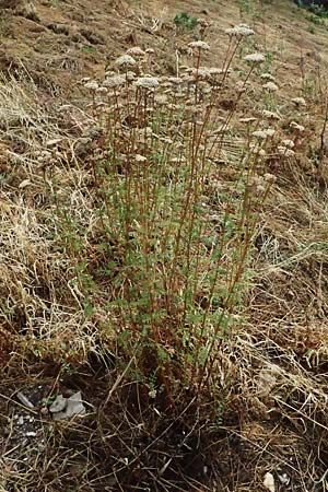 Achillea nobilis \ Edel-Schafgarbe / Showy Milfoil, D R&uuml;desheim 28.7.2023