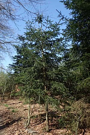 Abies nordmanniana \ Nordmann-Tanne, Kaukasus-Tanne / Nordmann Fir, Caucasian Fir, D Ennepetal 11.4.2025