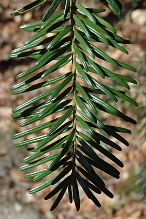 Abies nordmanniana \ Nordmann-Tanne, Kaukasus-Tanne / Nordmann Fir, Caucasian Fir, D Ennepetal 11.4.2025