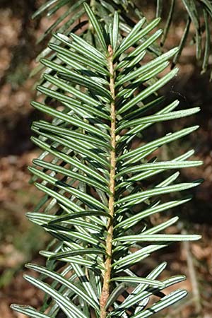 Abies nordmanniana \ Nordmann-Tanne, Kaukasus-Tanne / Nordmann Fir, Caucasian Fir, D Ennepetal 11.4.2025