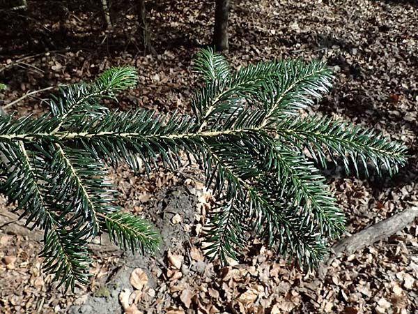 Abies nordmanniana \ Nordmann-Tanne, Kaukasus-Tanne / Nordmann Fir, Caucasian Fir, D Ennepetal 11.4.2025