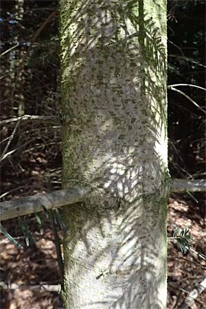 Abies nordmanniana \ Nordmann-Tanne, Kaukasus-Tanne / Nordmann Fir, Caucasian Fir, D Ennepetal 11.4.2025