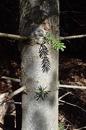Abies nordmanniana \ Nordmann-Tanne, Kaukasus-Tanne / Nordmann Fir, Caucasian Fir, D Ennepetal 11.4.2025