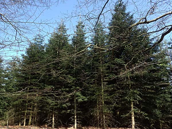 Abies nordmanniana \ Nordmann-Tanne, Kaukasus-Tanne / Nordmann Fir, Caucasian Fir, D Ennepetal 11.4.2025