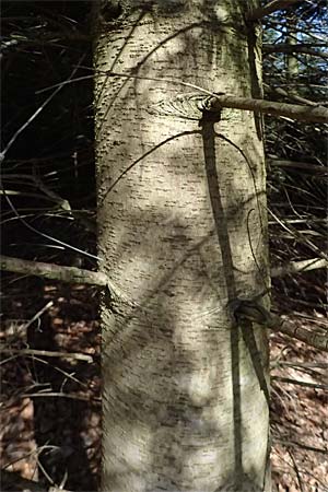 Abies nordmanniana \ Nordmann-Tanne, Kaukasus-Tanne / Nordmann Fir, Caucasian Fir, D Ennepetal 11.4.2025