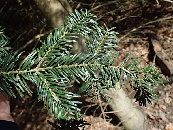 Abies nordmanniana \ Nordmann-Tanne, Kaukasus-Tanne / Nordmann Fir, Caucasian Fir, D Ennepetal 11.4.2025