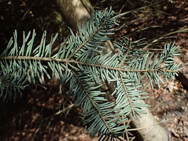 Abies nordmanniana \ Nordmann-Tanne, Kaukasus-Tanne / Nordmann Fir, Caucasian Fir, D Ennepetal 11.4.2025
