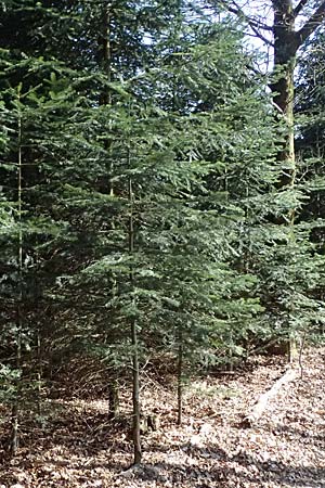 Abies nordmanniana \ Nordmann-Tanne, Kaukasus-Tanne / Nordmann Fir, Caucasian Fir, D Ennepetal 11.4.2025