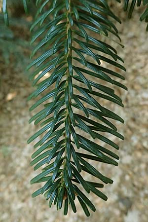 Abies nordmanniana \ Nordmann-Tanne, Kaukasus-Tanne / Nordmann Fir, Caucasian Fir, D Ennepetal 11.4.2025